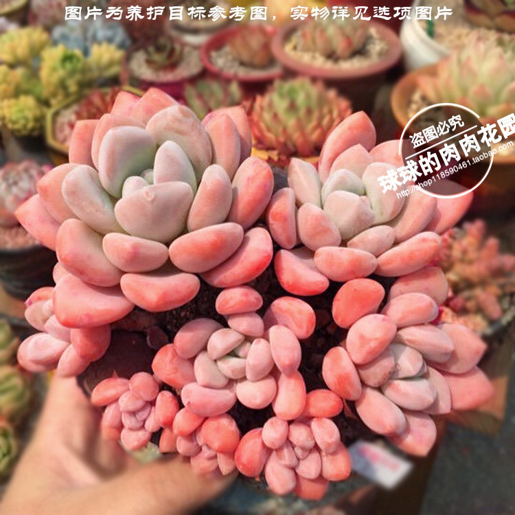 奶酪多肉_奥普琳娜 多头多肉植物 非桃之卵亚美奶酪香水进口办公室