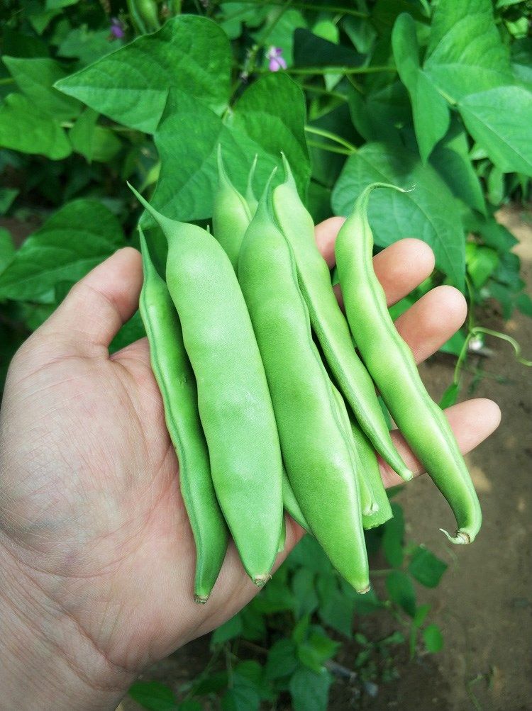 特价农产品 农家 特产_东北油豆角 农家新鲜蔬菜特产九月青开锅烂现