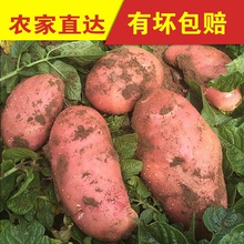 【黄心土豆转基因】_黄心土豆转基因图片