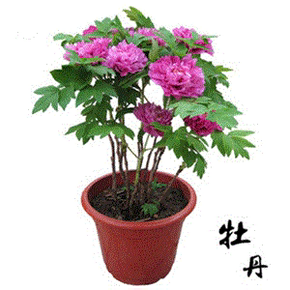 洛阳二手婴儿推车