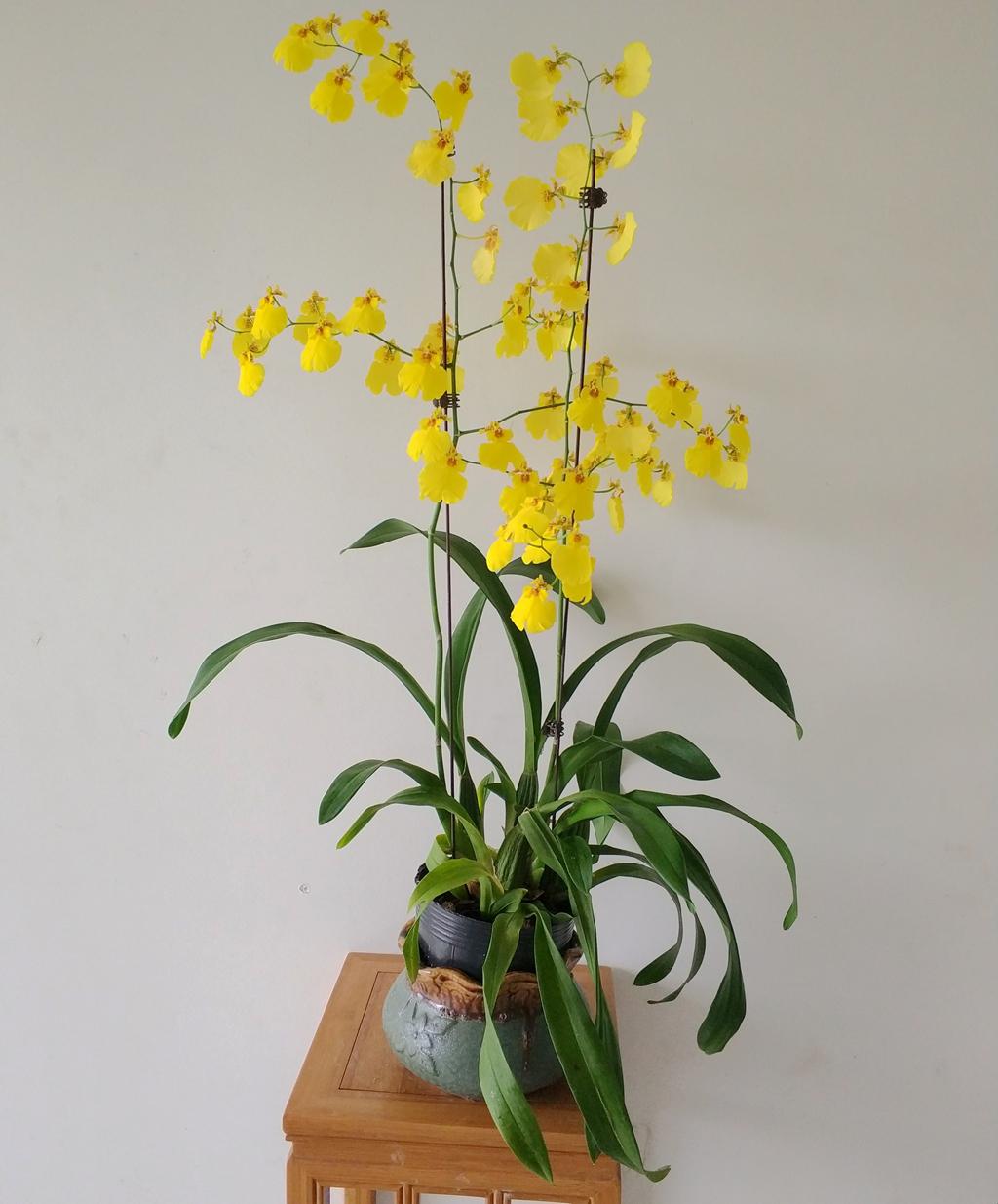 文心兰 文心兰苗 蜜糖皇帝 蜜糖皇后 多花性 花期长花 黄色带花剑