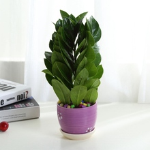 【金钱树花盆】_金钱树花盆图片