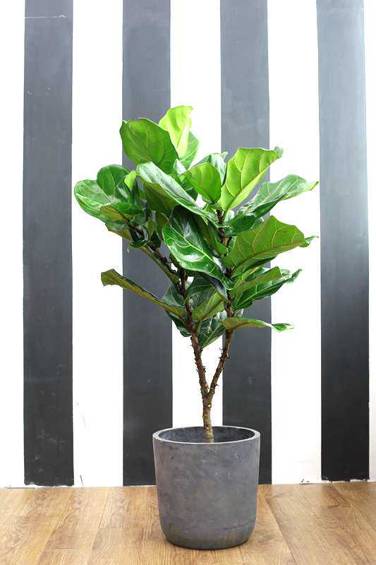 一折琴叶榕盆栽 植物 室内