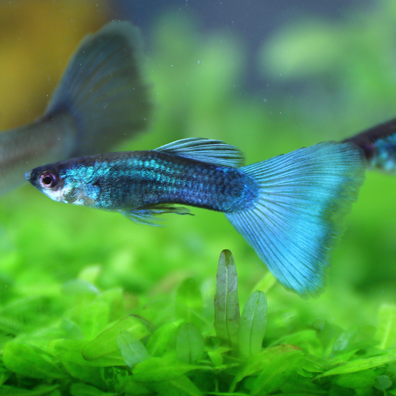 热带鱼_冰蓝孔雀鱼活体凤尾鱼苗淡水宠物金鱼纯种小型胎生鱼热带观赏