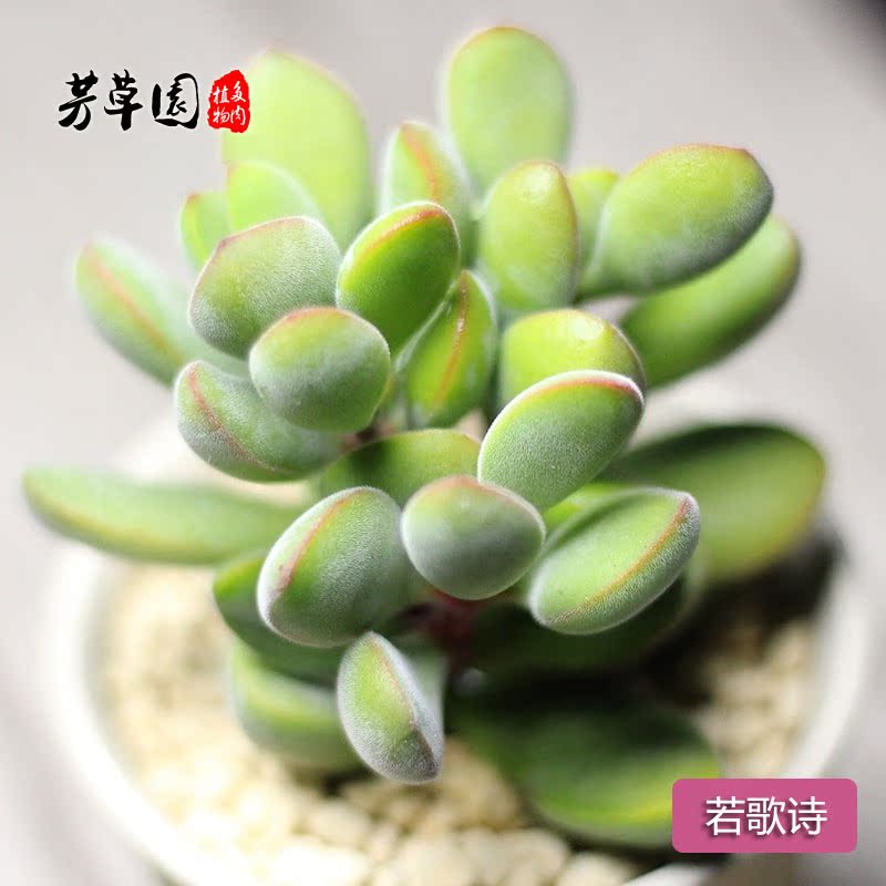 露天花_若歌诗多肉植物 若诗歌老桩一物一拍露天控养有根净化空气创意