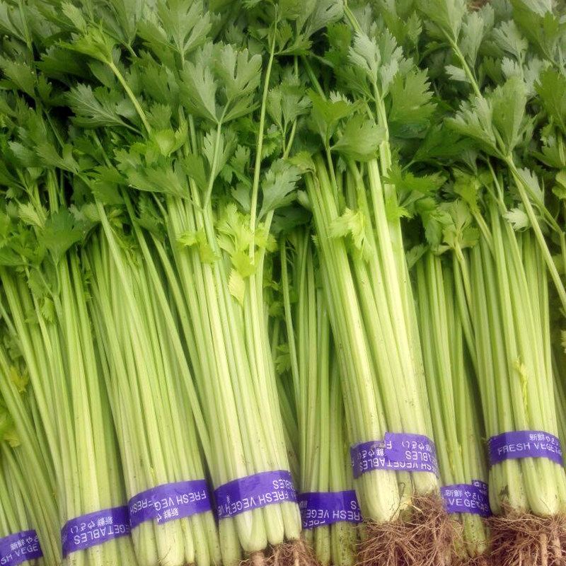 蔬菜种子_四季小香芹种子山芹细芹籽香味浓脆嫩小芹