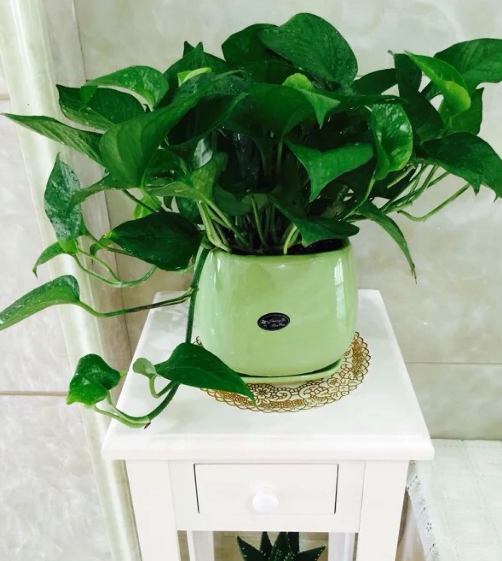 特价花盆陶瓷 简约 客厅