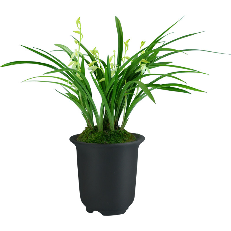 兰花苗带花苞建兰青山玉泉 盆花花卉盆栽四季