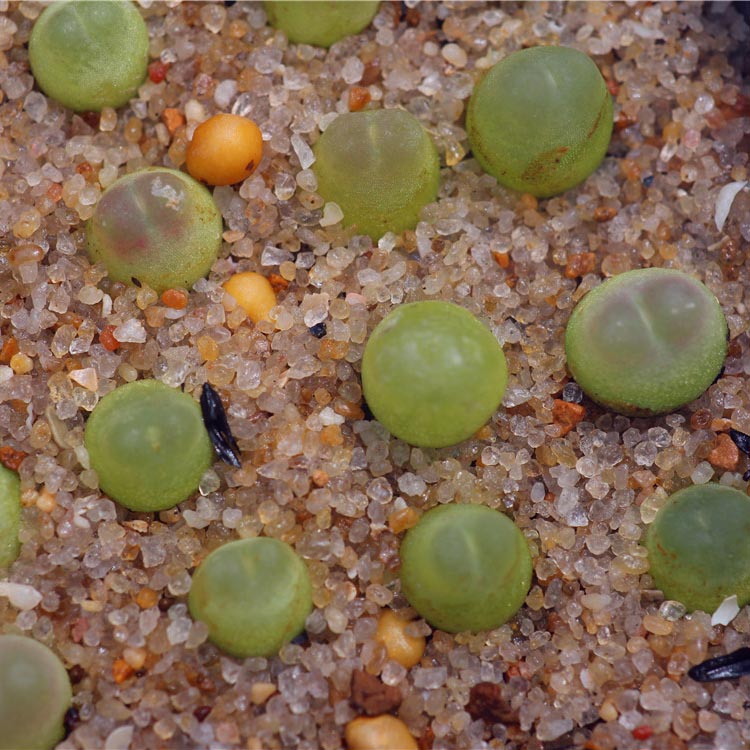 【肉锥——拉登】双炮拉登2年株多肉植物番杏 拉登成年很美75