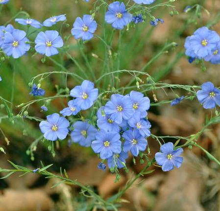 热销种子盆栽_蓝花亚麻种子多年生植物花种子四季种花草花卉盆栽种子