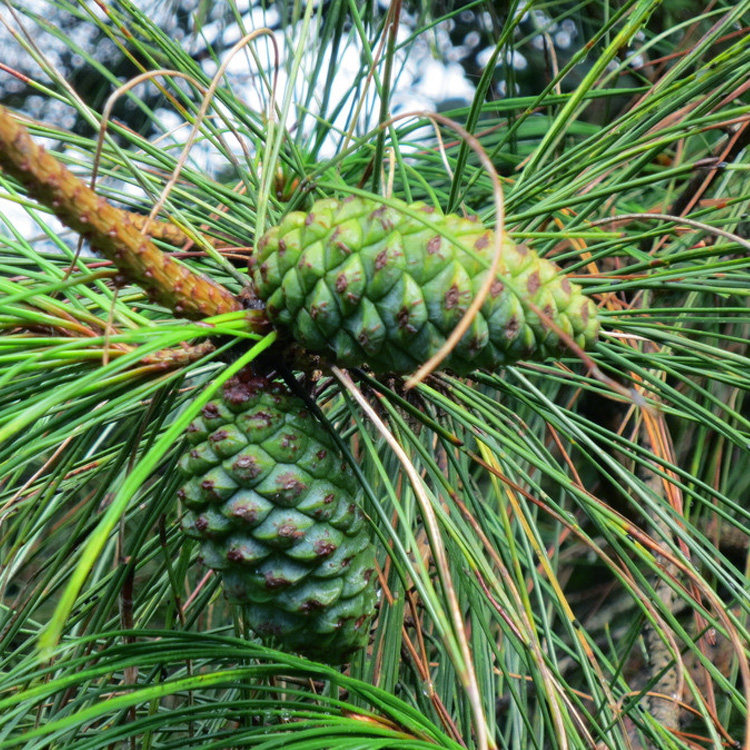 17年新货云南特产野生生松子原味新鲜薄壳不开口500g零食孕妇坚果