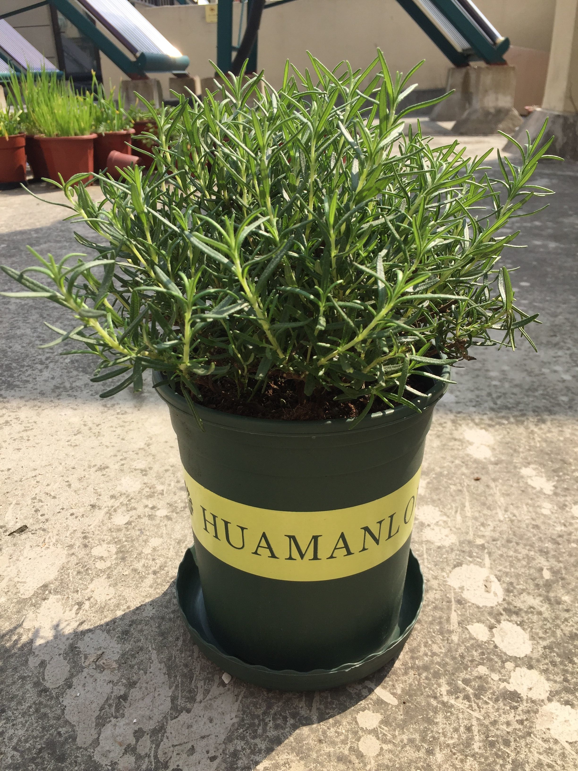 现货simplyorganic进口食用香草精油烘焙vanillaextract236ml