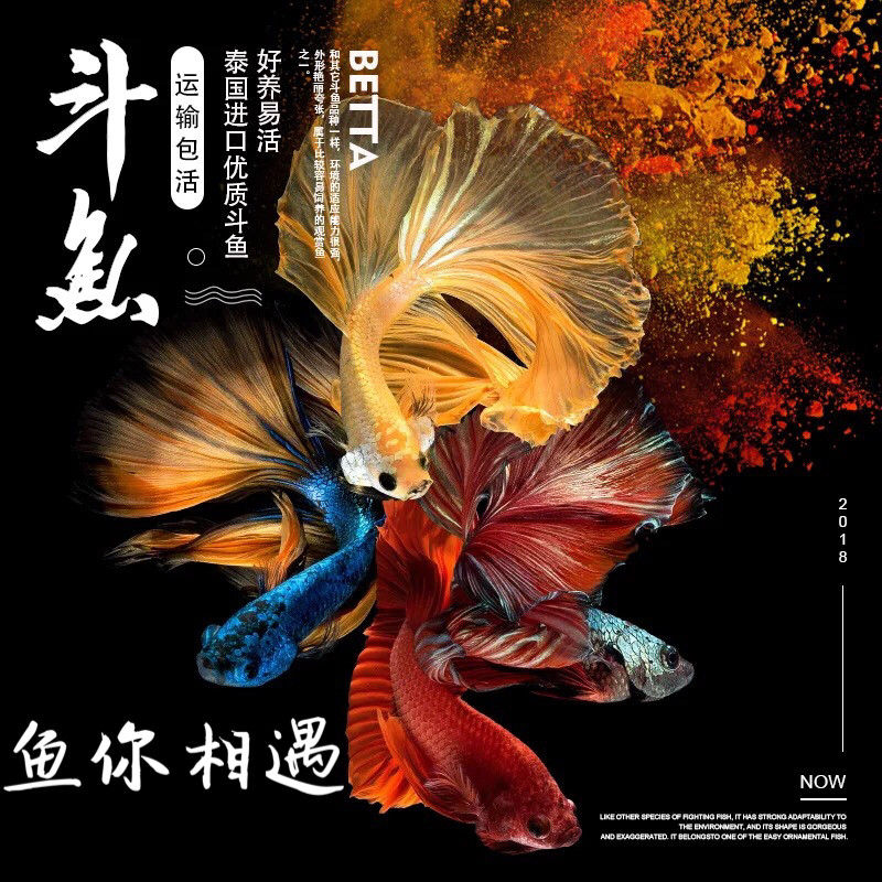 活体鱼 热带鱼_泰国斗鱼 马尾半月狮王将军斗鱼公鱼 热带鱼观赏小型鱼