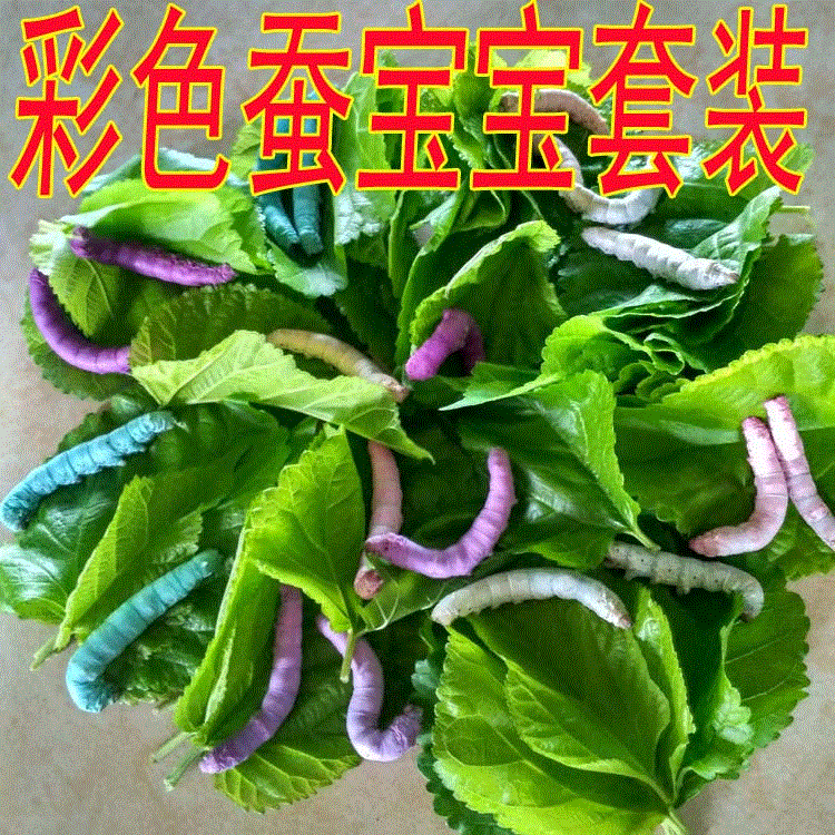 天然七彩色蚕宝宝卵 彩色蚕种蚕子籽50颗每份送孵化盒包孵化包邮