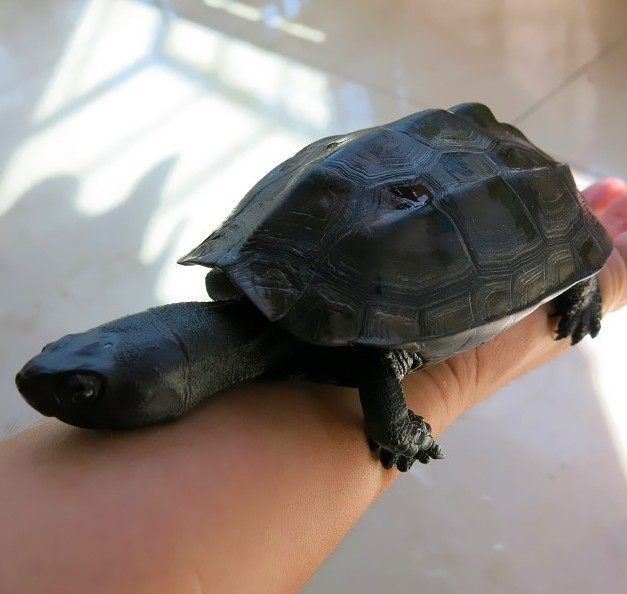 中华草龟活体_墨龟活体全黑宠物乌龟活体镇宅招福辟邪中华草龟半墨