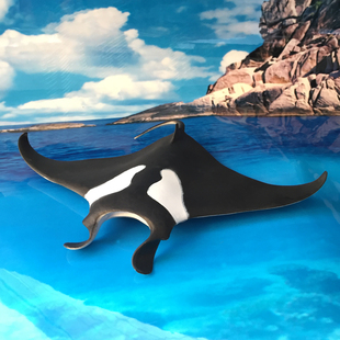 珊瑚标本 海洋生物 五种 生物教学仪器 展示陈列设备 丹丰科教