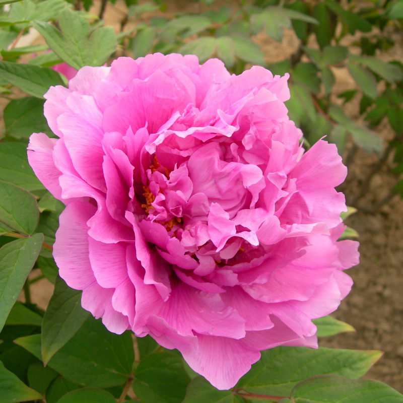 秋季发货【富贵满堂】菏泽优质牡丹庭院室内盆栽牡丹花苗花卉