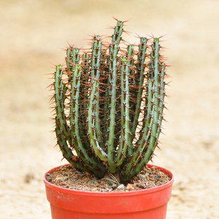 新奇趣味植物大戟科属铜绿麒麟孔雀开屏植物盆栽盆景开业乔迁礼品