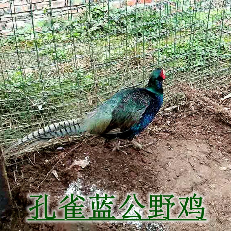 农家散养 鲜活野鸡七彩山鸡孔雀蓝 老公鸡 野山鸡 野鸡 活鸡可售