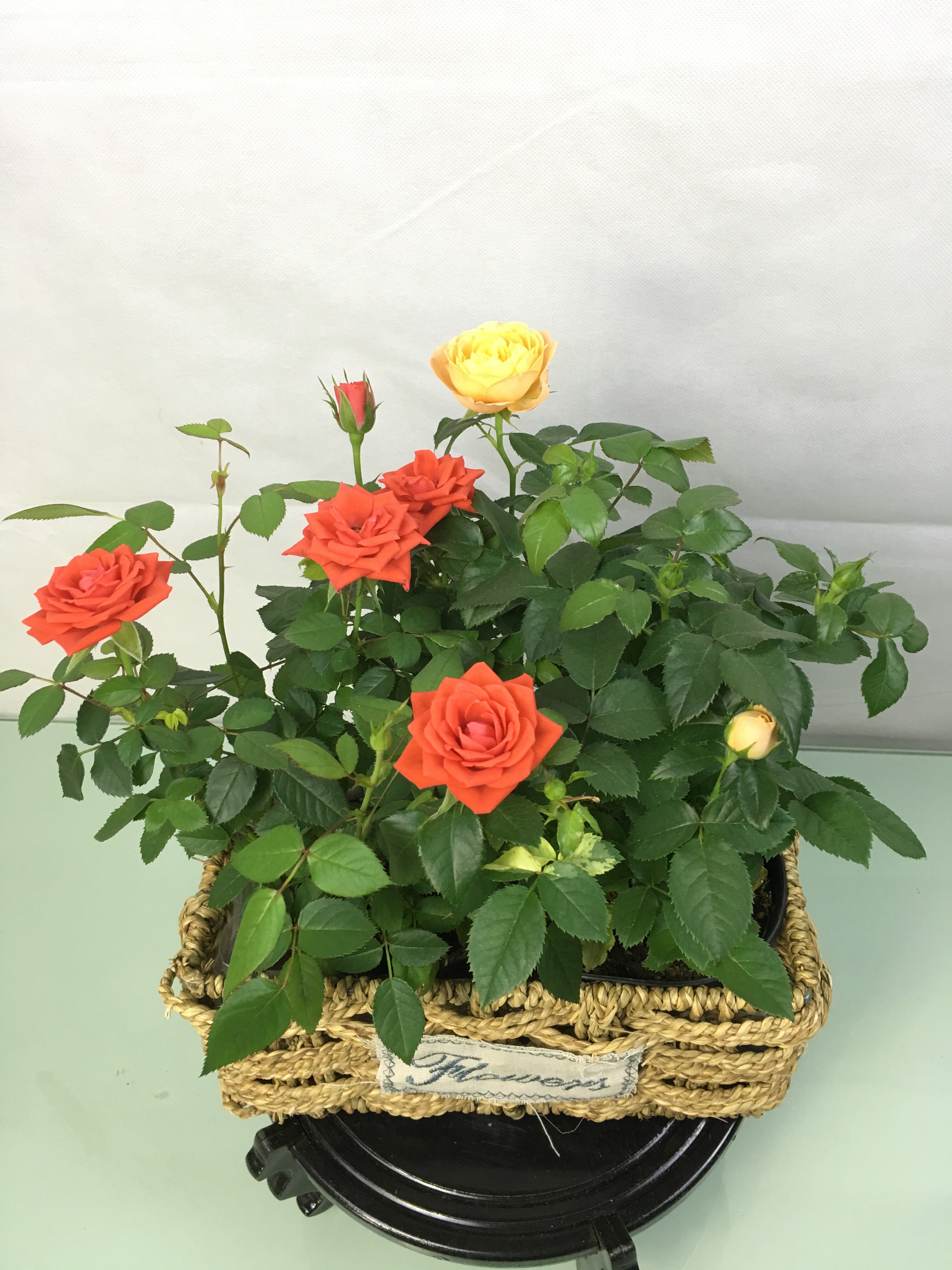 室内 四季_带盆迷你玫瑰盆栽带花苞四季开花室内阳台好养花卉鲜花钻石