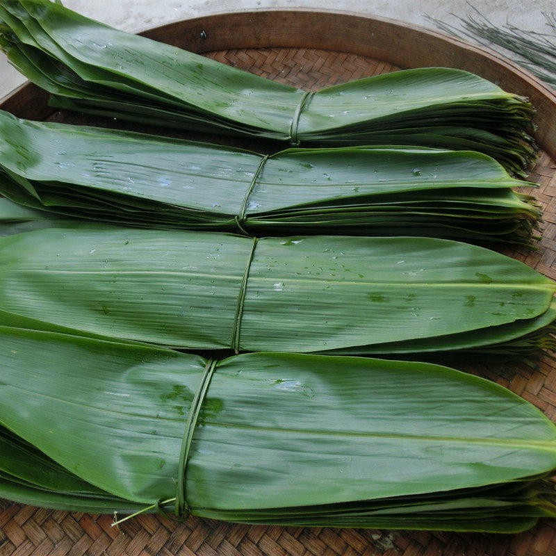粽子叶新鲜免邮 纯天然_端午野生新鲜粽子叶大粽叶箬叶竹叶纯天然粽子