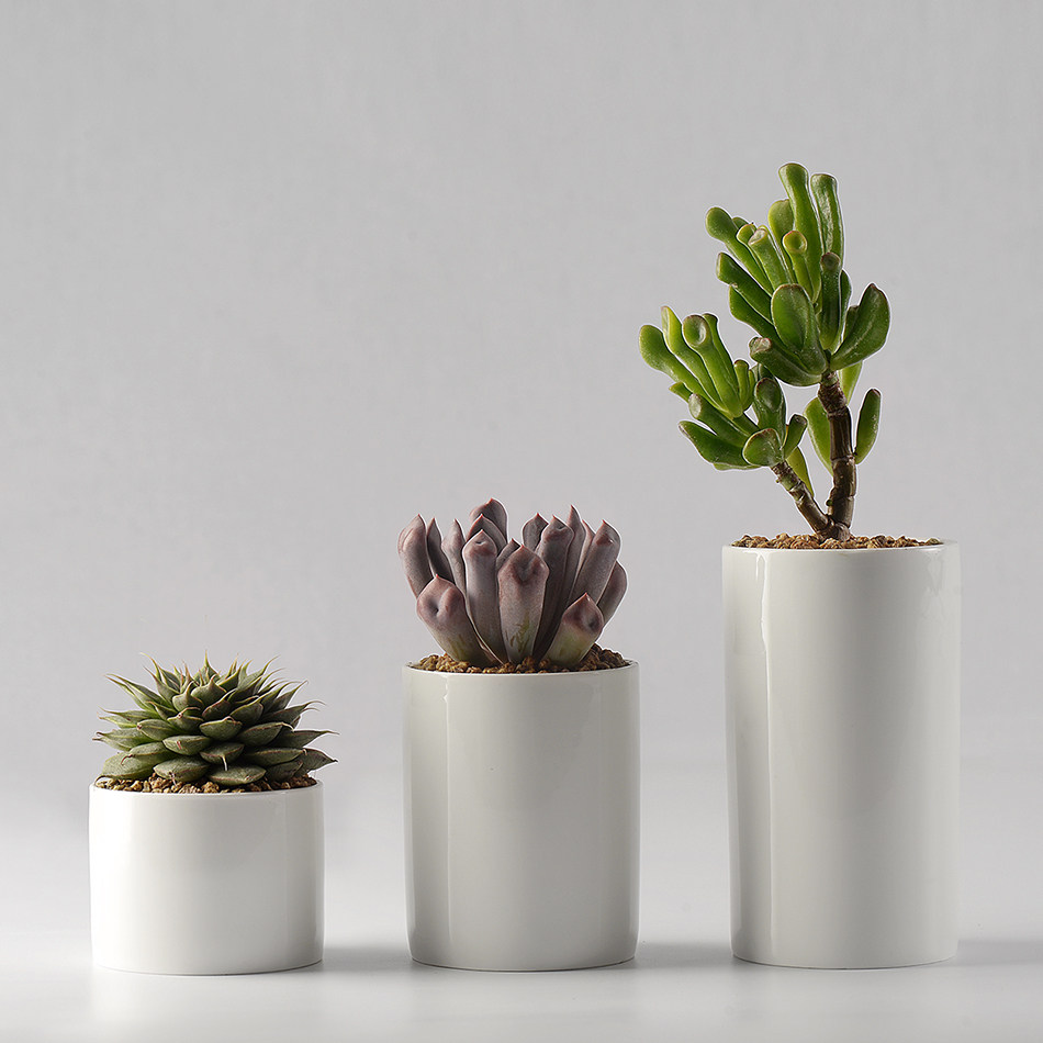 多肉植物 花盆 桌面