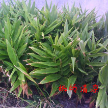 富硒蔬菜洋荷阳菏茗菏襄霍元霍山姜莲花姜野