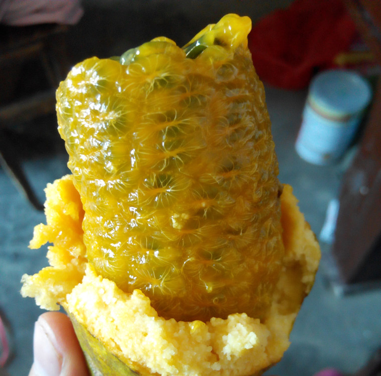 特价牛卵坨_新鲜现摘现发野生木通果拿藤果九月瓜牛哈卵马藤瓜牛卵坨