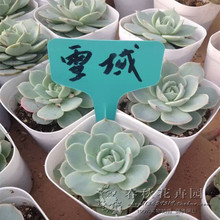 【雪域多肉一】_雪域多肉一图片_价格_一淘网
