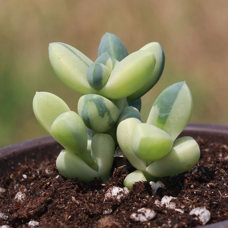 多肉植物【鹿角海棠锦】一物一拍