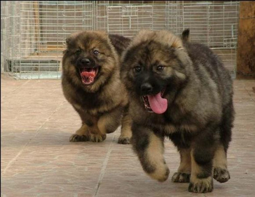 特价大型犬活体 纯种_神农贰五纯种大型俄罗斯高加索幼犬活体巨型熊版