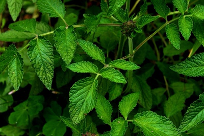 血液黏了,稠了,血管堵了,心脏不好了就喝丹参茶150g丹参叶茶