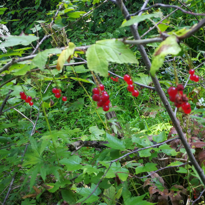 热销樱桃树苗_野果红加仑树苗东北野生果树苗山樱桃苗当年结果易成活