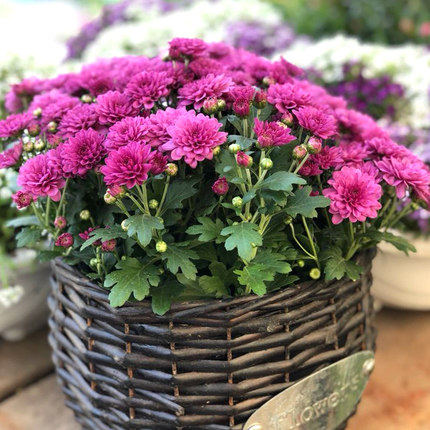 一折多头菊花苗