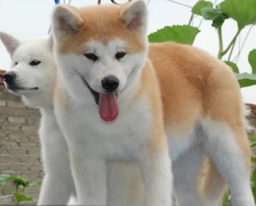 宠物狗_出售纯种双血统秋田犬幼犬活体日本红色柴犬秋田犬活体宠物