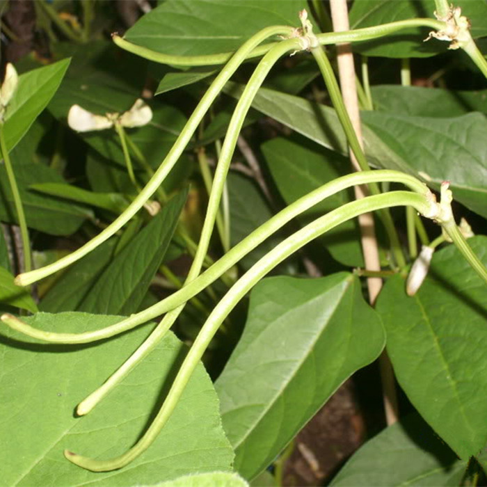 特价盆栽架 阳台_无架豆种子 豇豆 有机蔬菜种子 阳台种菜 庭院盆栽