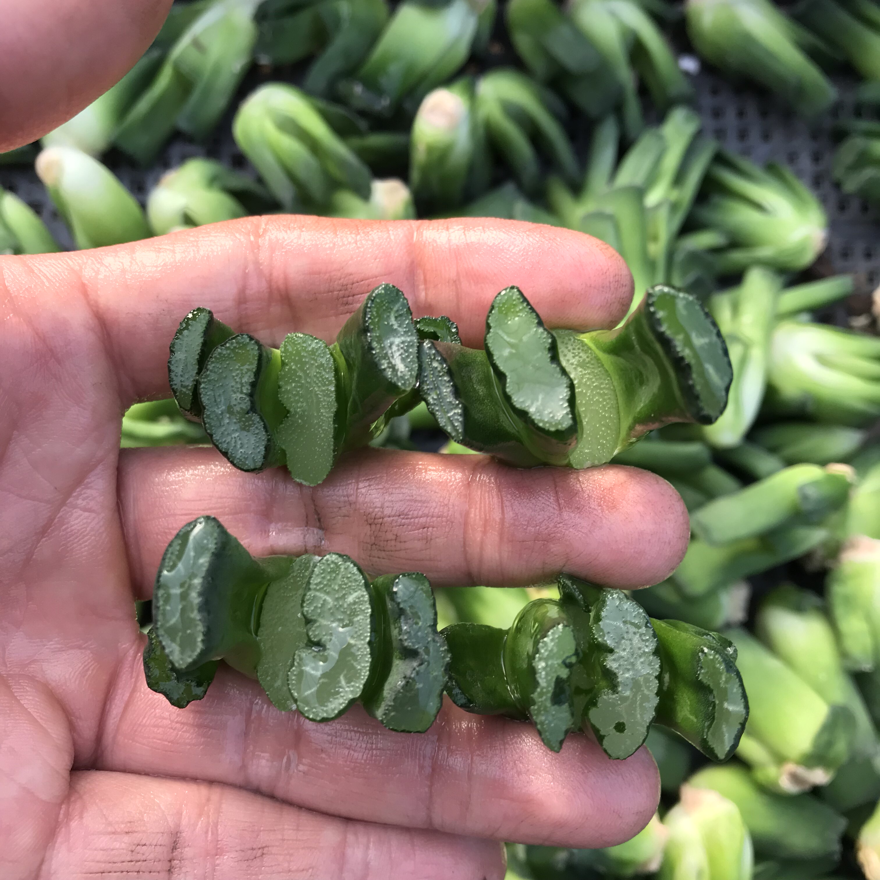 大绳玉扇十二卷多肉植物新品稀有一物一拍48元包邮万象玉露寿铭品