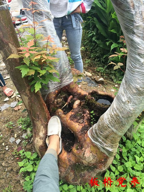 下山桩 野生 马林光树 风景树 黄杨桩 马灵光 嫁接紫薇 雕刻树