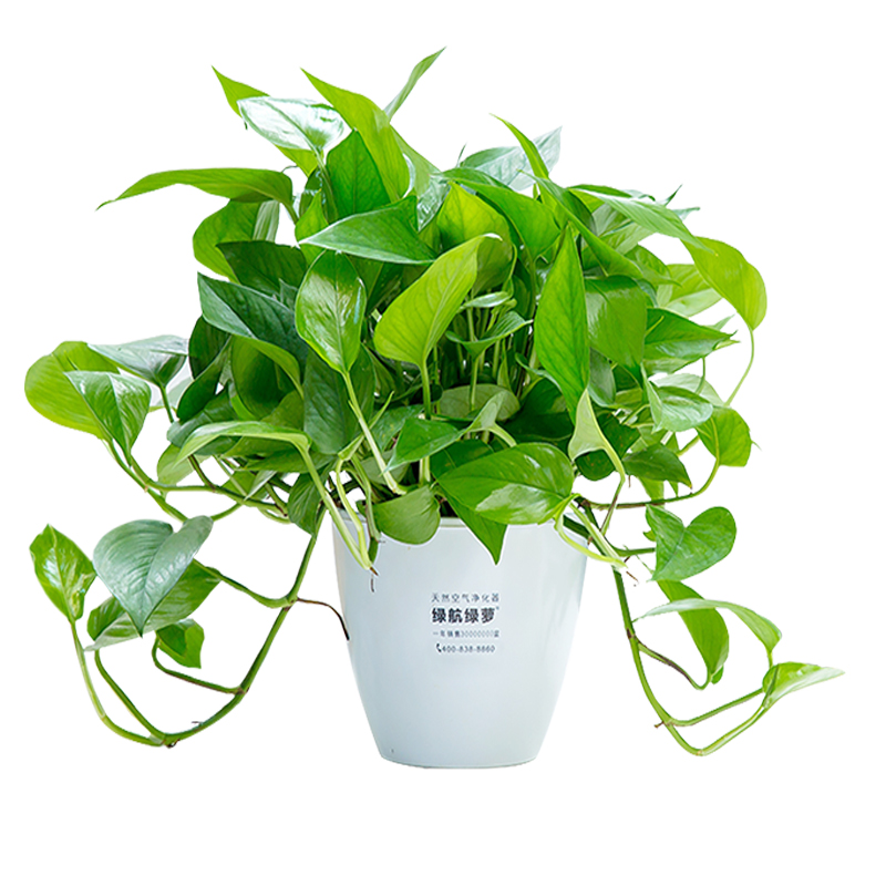 绿航绿萝盆栽