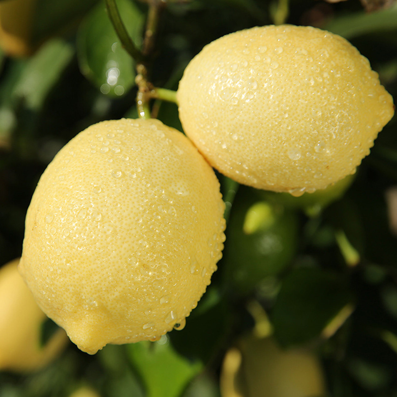 当季采摘安岳柠檬新鲜皮薄包邮5斤