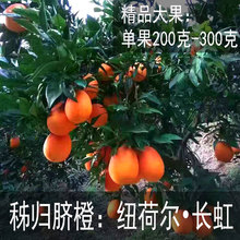 【秭归纽荷尔橙子】_秭归纽荷尔橙子图片