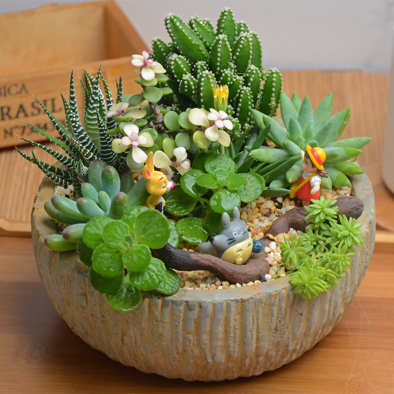 多肉植物含盆组合盆栽肉花盆个性绿植桌面创意迷你女朋友情人礼品优惠