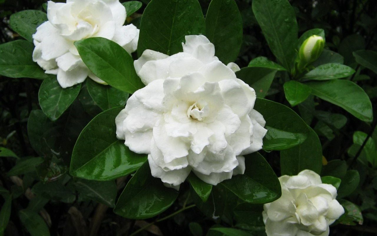 优惠券后17元,包邮重瓣大叶栀子花 四季常绿芳香盆栽 大花牡丹栀子花 