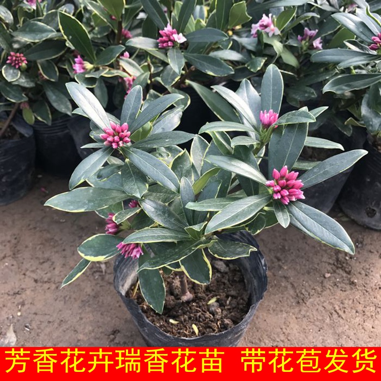 热销香味植物_瑞香盆栽大苗盆景带花香味 金边瑞香花卉植物室内客厅大