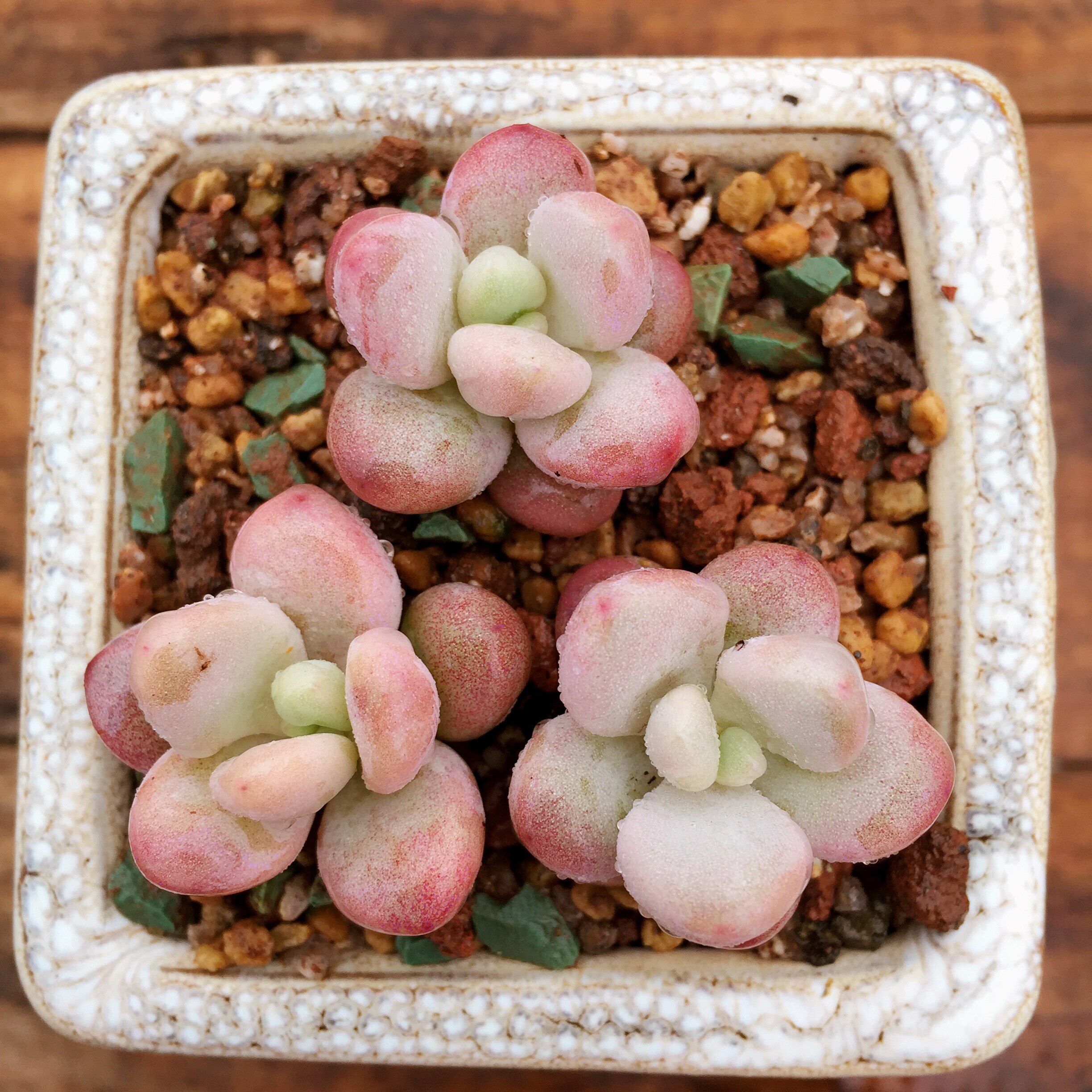 进口多肉植物 桃蛋 桃之卵 单头带根炒鸡低