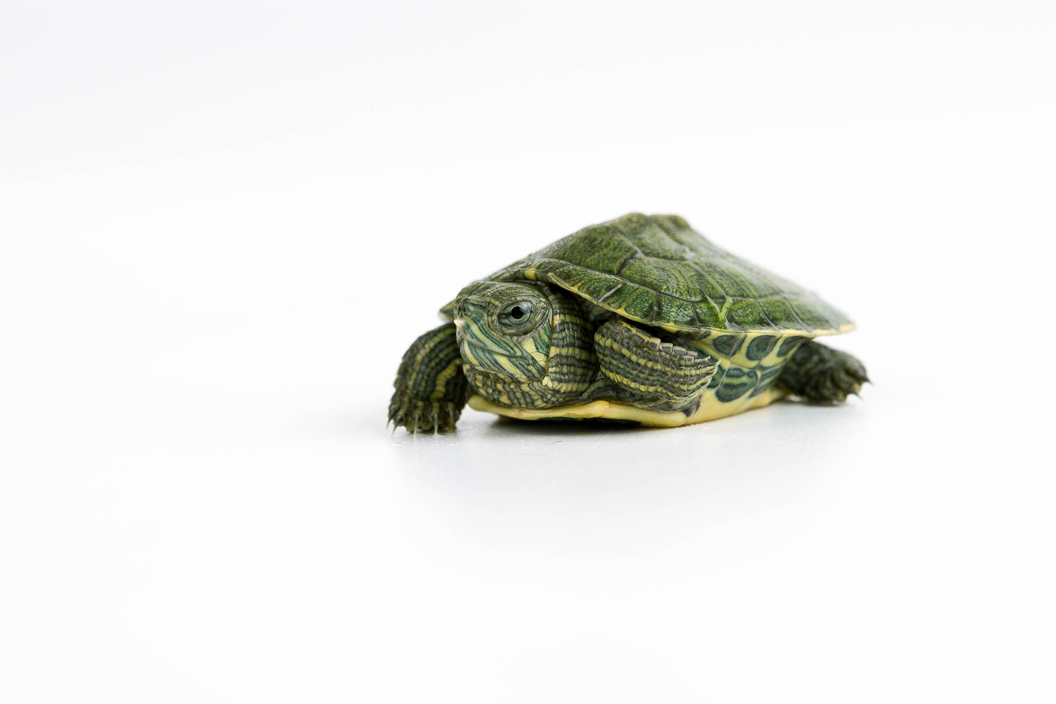 热销巴西龟活体小_小乌龟 宠物龟乌龟活体小宠 红耳巴西龟活体 黄金龟