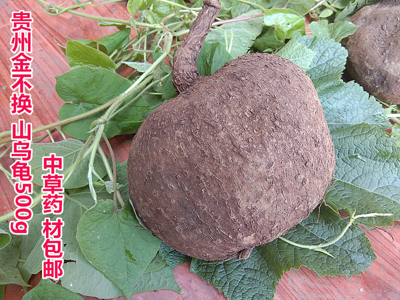 贵州特产野生山乌龟500g 中草药材金不换地不容吊金龟招财龟 包邮