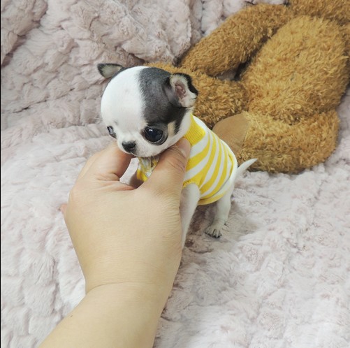 吉娃娃幼犬 家养