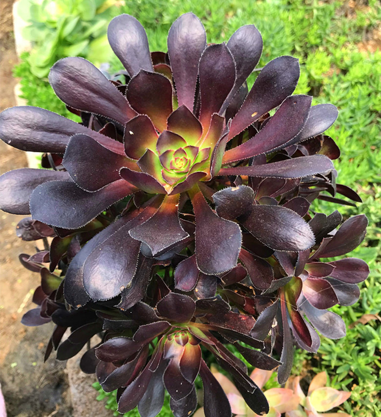 热销黑法师多肉