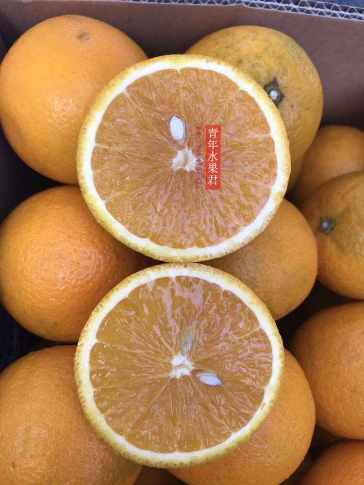 南非原装进口水果夏橙埃及新鲜饮品橙子榨汁脐